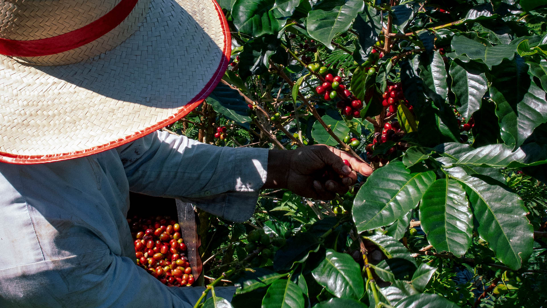 SEAGRO, UNA HISTORIA ESTRECHAMENTE VINCULADA AL RUBRO DEL CAFÉ EN HONDURAS