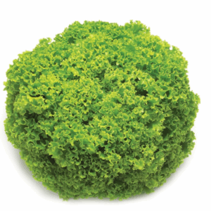 LECHUGA LOCARNO