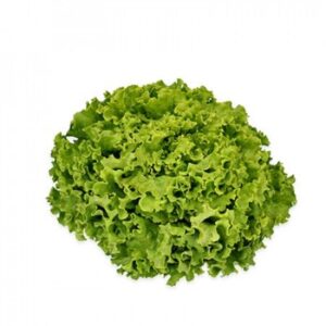 LECHUGA LITION
