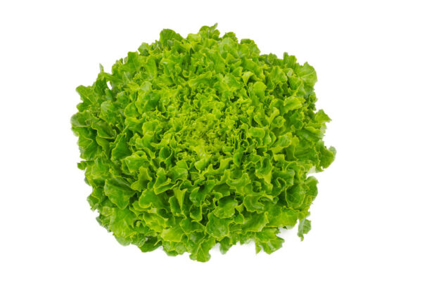 LECHUGA KRISTINE - Imagen 2