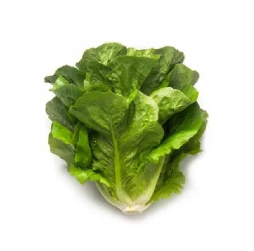 LECHUGA MAXIMUS