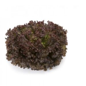 LECHUGA MINERAL