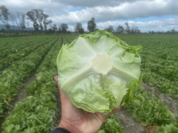 LECHUGA RHODENAS - Imagen 2