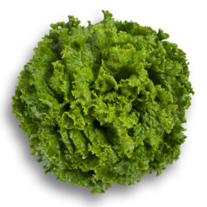 LECHUGA STARFIGHTER