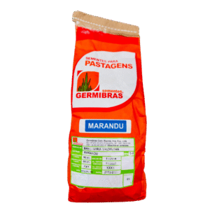 Brizantha cv. Marandú