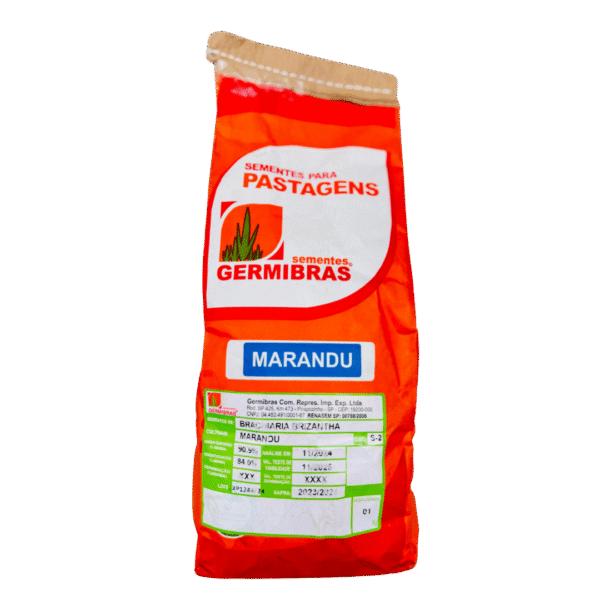 Brizantha cv. Marandú