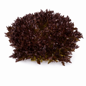 SALANOVA VIDOTEX